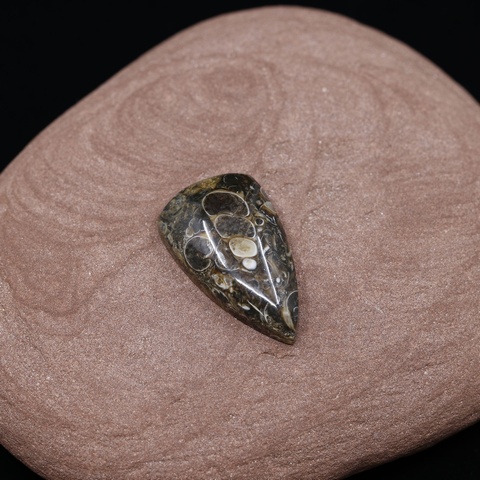 Turritella Agate Shield Cabochon