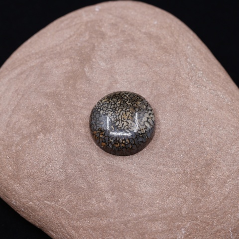Dinosaur Bone Round Cabochon