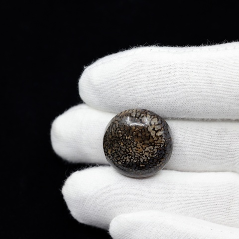 Dinosaur Bone Round Cabochon