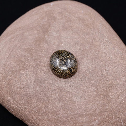 Dinosaur Bone Oval Cabochon