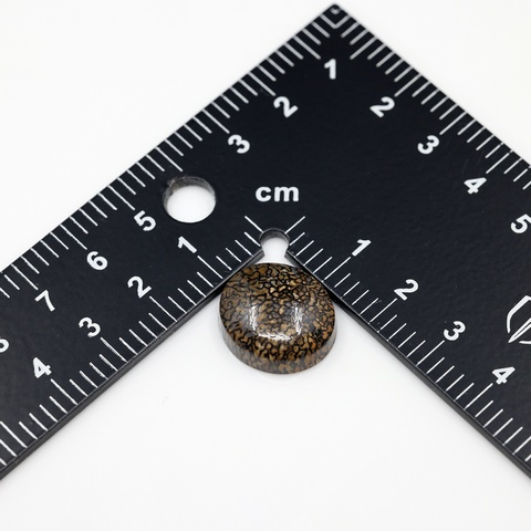 Dinosaur Bone Oval Cabochon