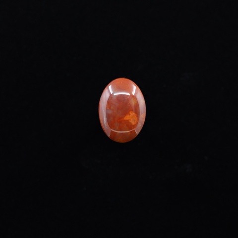 Petrified Wood Oval Cabochon