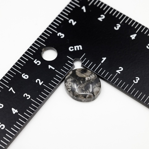 Crinoid Oval Cabochon